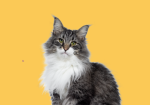 Gatos